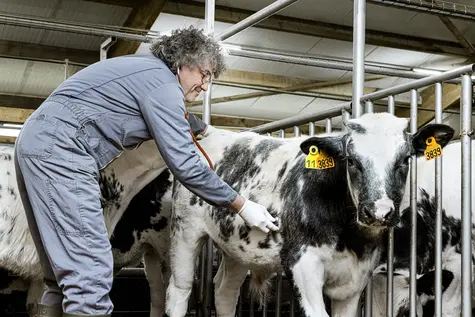 Vétérinaire CIRVEAU