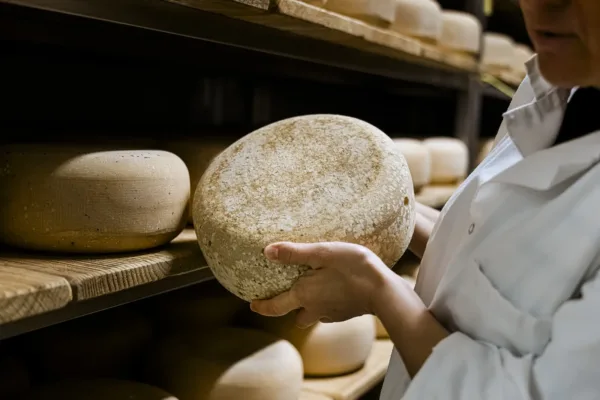 Cheeses maturing on wooden racks, with cheese-making relying on calf rennet