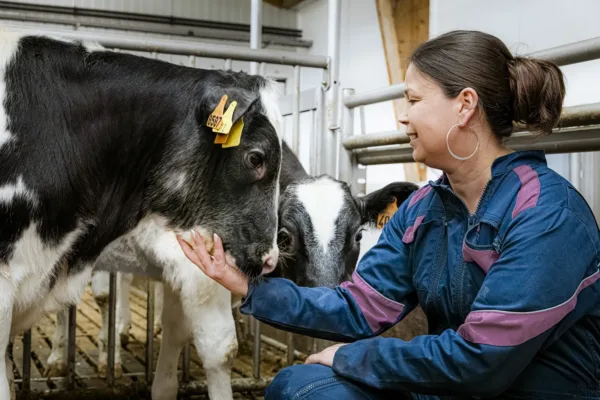 Breeder working closely with a calf in a well-lit barn